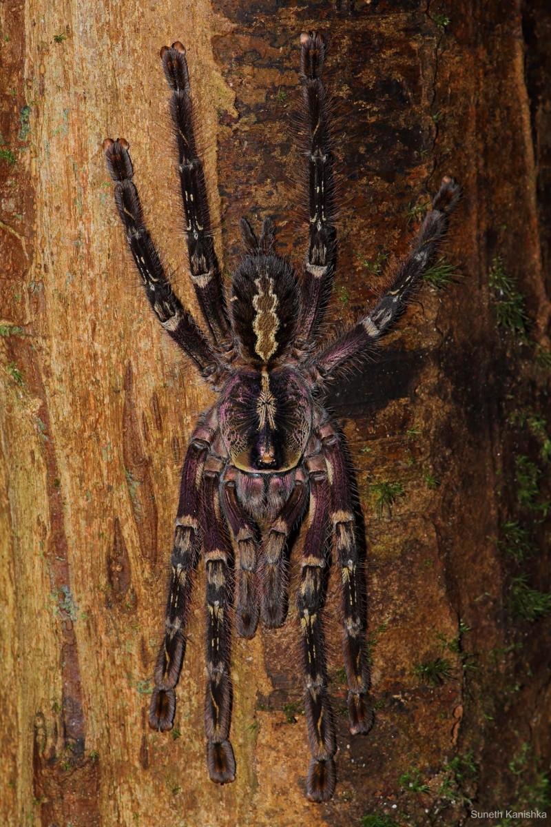 Poecilotheria